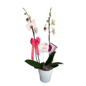 Arreglo Fúnebre con Planta de Orquídea Blanca