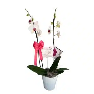 Arreglo Fúnebre con Planta de Orquídea Blanca